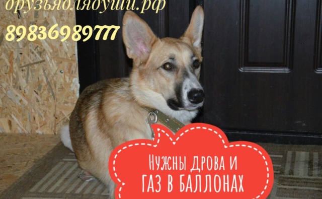 Собака Молли приют друзья для души