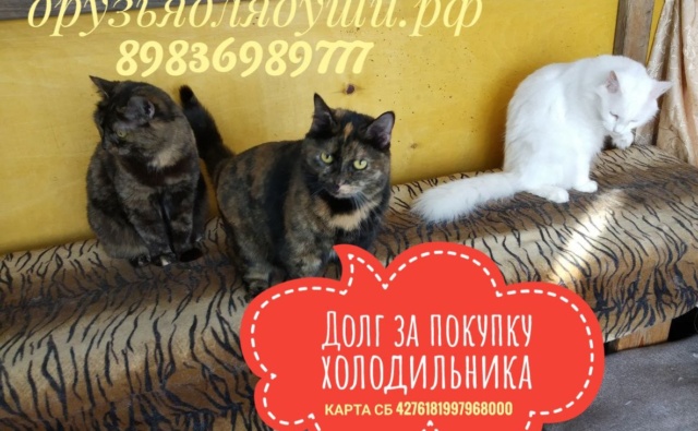 Кошки приют Друзья для души