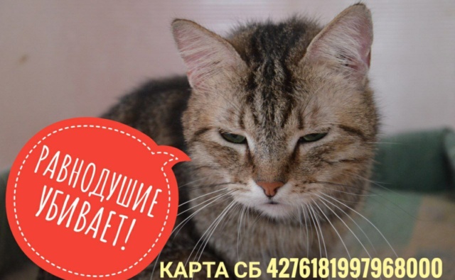 Кот Василий Приют друзья для души