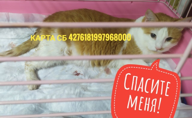 Кот Марсель приют Друзья для души