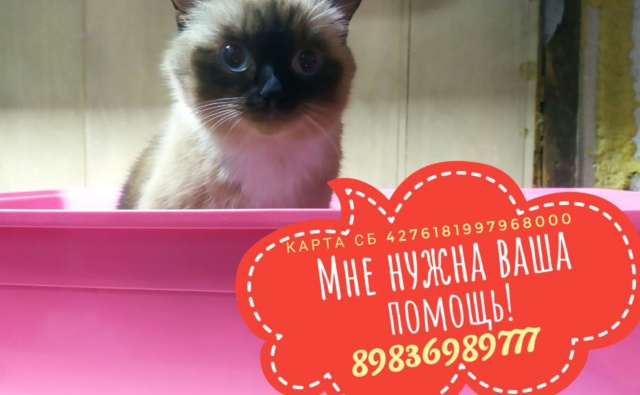 Кот Семен Друзья для души