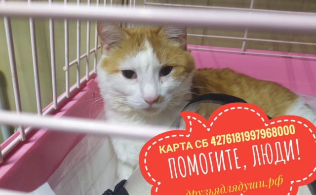 Кот Марсель приют Друзья для души