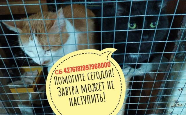 Кошки Усатого общежития Друзья для души
