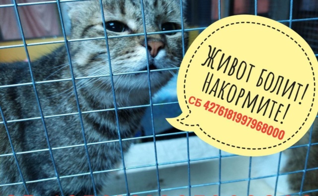Кот Василий Усатое общежитие Друзья для души