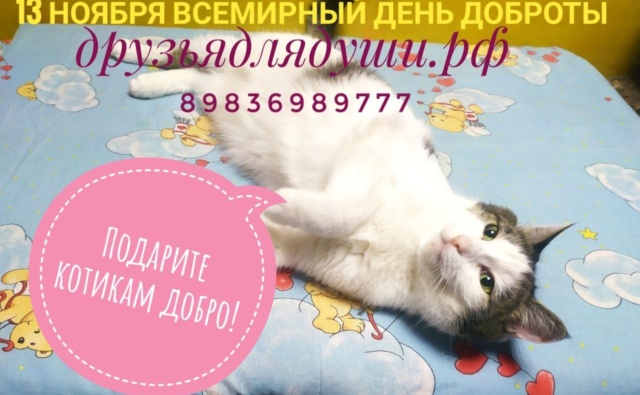Кот Томас Усатое общежитие Друзья для души