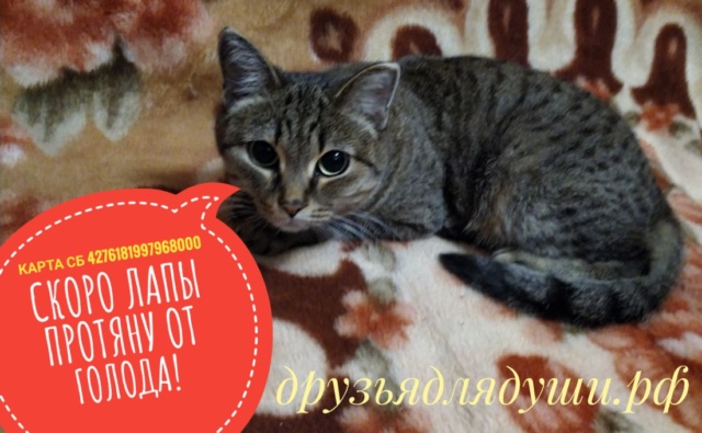 Кошка Китайская усатое общежитие Друзья для души