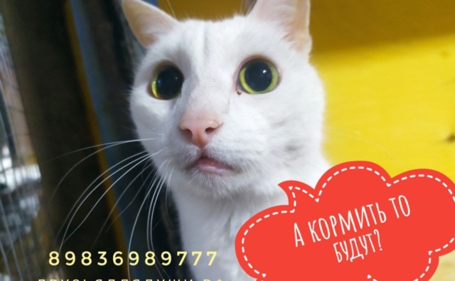 Кот Айсмен Усатое общежитие Друзья для души