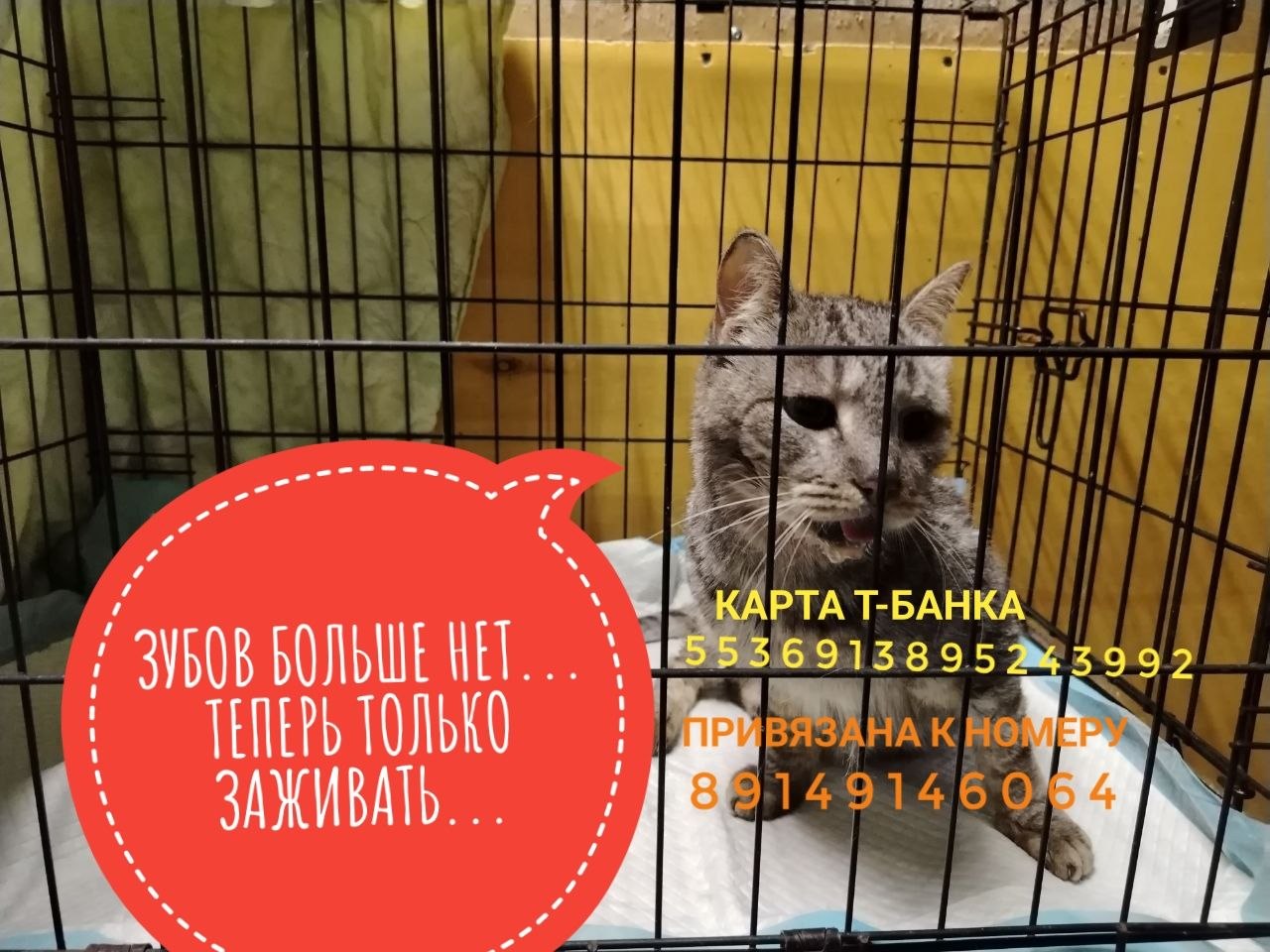 Кот Честер усатое общежитие Друзья для Души