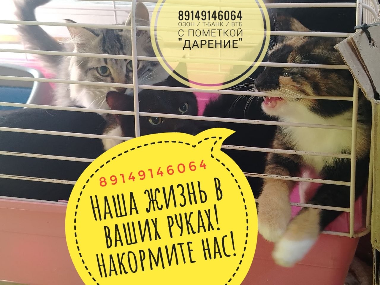 Котята усатое общежитие Друзья для Души